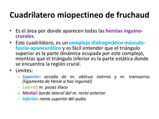 Cuadrilatero miopectineo de fruchaud
• Es el área por donde aparecen todas las hernias inguino-
crurales.
• Este cuadrilátero, es un complejo diafragmático músculo-
fascio-aponeurótico y es fácil entender que el triángulo
superior es la parte dinámica ocupada por este complejo,
mientras que el triángulo inferior es la parte estática donde
se encuentra la región crural.
• Limites:
– Superior: arcada de m. oblicuo interno y m. transverso
(ligamento de Henle o haz inguinal)
– Lateral: m. psoas ilíaco
– Medial: borde lateral del m. recto anterior
– Inferior: rama superior del pubis
 