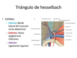 Triángulo de hesselbach
• Limites:
– Interno: Borde
lateral del musculo
recto abdominal
– Externo: Vasos
epigástricos
inferiores
– Inferior:
Ligamento inguinal
 