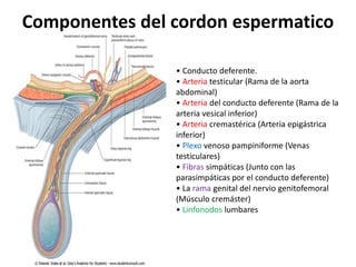 Componentes del cordon espermatico
• Conducto deferente.
• Arteria testicular (Rama de la aorta
abdominal)
• Arteria del conducto deferente (Rama de la
arteria vesical inferior)
• Arteria cremastérica (Arteria epigástrica
inferior)
• Plexo venoso pampiniforme (Venas
testiculares)
• Fibras simpáticas (Junto con las
parasimpáticas por el conducto deferente)
• La rama genital del nervio genitofemoral
(Músculo cremáster)
• Linfonodos lumbares
 