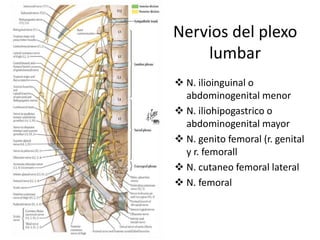 Nervios del plexo
lumbar
 N. ilioinguinal o
abdominogenital menor
 N. iliohipogastrico o
abdominogenital mayor
 N. genito femoral (r. genital
y r. femorall
 N. cutaneo femoral lateral
 N. femoral
 