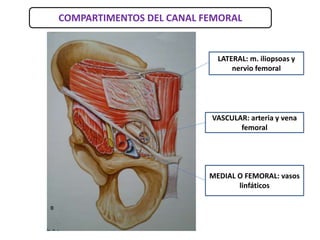 LATERAL: m. iliopsoas y
nervio femoral
VASCULAR: arteria y vena
femoral
MEDIAL O FEMORAL: vasos
linfáticos
COMPARTIMENTOS DEL CANAL FEMORAL
 