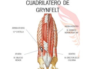 HERNIAS ABDOMINALES ,INGUINALES,CRURALES