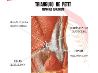 HERNIAS ABDOMINALES ,INGUINALES,CRURALES