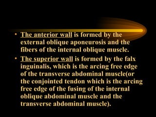 The anterior wall  is formed by the external oblique aponeurosis and the fibers of the internal oblique muscle. The superior wall  is formed by the falx inguinalis, which is the arcing free edge of the transverse abdominal muscle(or the conjointed tendon which is the arcing free edge of the fusing of the internal oblique abdominal muscle and the transverse abdominal muscle).  