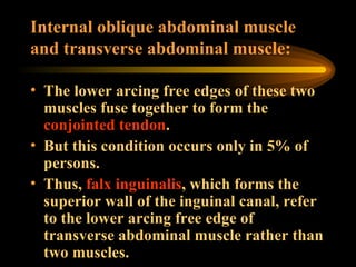 Internal oblique abdominal muscle and transverse abdominal muscle: The lower arcing free edges of these two muscles fuse together to form the  conjointed tendon .  But this condition occurs only in 5% of persons.  Thus,  falx inguinalis , which forms the superior wall of the inguinal canal, refer to the lower arcing free edge of transverse abdominal muscle rather than two muscles. 