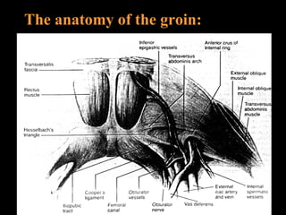 The anatomy of the groin:   
