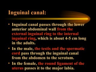 Inguinal canal: Inguinal canal passes through the lower anterior abdominal wall  from the external inguinal ring to the internal inguinal ring , which is about 4-5 cm long in the adults.  In the male,  the testis and the spermatic cord  pass through the inguinal canal from the abdomen to the scrotum.  In the female,  the round ligament of the uterus  passes it to the major labia. 