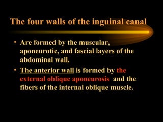 The four walls of the inguinal canal Are formed by the muscular, aponeurotic, and fascial layers of the abdominal wall.  The anterior wall  is formed by  the external oblique aponeurosis   and the fibers of the internal oblique muscle. 