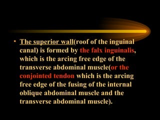 The superior wall (roof of the inguinal canal) is formed by  the falx inguinalis , which is the arcing free edge of the transverse abdominal muscle( or the conjointed tendon  which is the arcing free edge of the fusing of the internal oblique abdominal muscle and the transverse abdominal muscle).  
