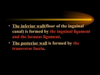 The inferior wall (floor of the inguinal canal) is formed by  the inguinal ligament and the lacunas ligament . The posterior wall  is formed by  the transverse fascia .  