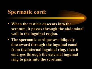 Spermatic cord: When the testicle descents into the scrotum, it passes through the abdominal wall in the inguinal region.  The spermatic cord passes obliquely downward through the inguinal canal from the internal inguinal ring, then it emerges through the external inguinal ring to pass into the scrotum. 