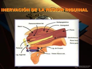 INERVACIÓN DE LA REGIÓN INGUINAL
 