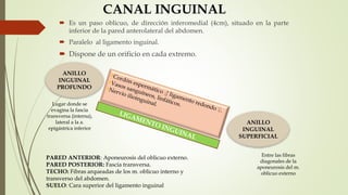 ANILLO
INGUINAL
PROFUNDO
CANAL INGUINAL
 Es un paso oblicuo, de dirección inferomedial (4cm), situado en la parte
inferior de la pared anterolateral del abdomen.
 Paralelo al ligamento inguinal.
 Dispone de un orificio en cada extremo.
Lugar donde se
evagina la fascia
transversa (interna),
lateral a la a.
epigástrica inferior
ANILLO
INGUINAL
SUPERFICIAL
Entre las fibras
diagonales de la
aponeurosis del m.
oblicuo externo
PARED ANTERIOR: Aponeurosis del oblicuo externo.
PARED POSTERIOR: Fascia transversa.
TECHO: Fibras arqueadas de los m. oblicuo interno y
transverso del abdomen.
SUELO: Cara superior del ligamento inguinal
 