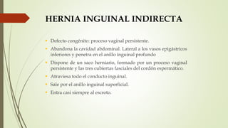 HERNIA INGUINAL INDIRECTA
 Defecto congénito: proceso vaginal persistente.
 Abandona la cavidad abdominal. Lateral a los vasos epigástricos
inferiores y penetra en el anillo inguinal profundo
 Dispone de un saco herniario, formado por un proceso vaginal
persistente y las tres cubiertas fasciales del cordón espermático.
 Atraviesa todo el conducto inguinal.
 Sale por el anillo inguinal superficial.
 Entra casi siempre al escroto.
 