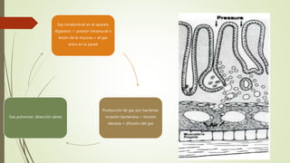 Gas intraluminal en el aparato
digestivo: + presión intramural o
lesión de la mucosa = el gas
entra en la pared
Producción de gas por bacterias:
invasión bacteriana = tensión
elevada = difusión del gas
Gas pulmonar: disección aérea
 