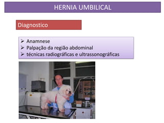 HERNIA UMBILICAL
Diagnostico
 Anamnese
 Palpação da região abdominal
 técnicas radiográficas e ultrassonográficas
 