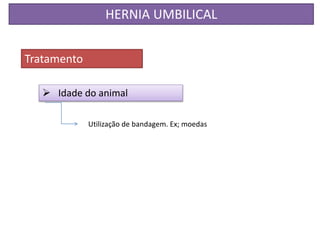 HERNIA UMBILICAL
Tratamento
 Idade do animal
Utilização de bandagem. Ex; moedas
 