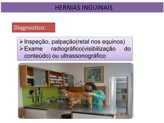 HERNIAS INGUINAIS
Diagnostico:
Inspeção, palpação(retal nos equinos)
Exame radiográfico(visibilização do
conteúdo) ou ultrassonográfico
 