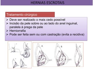 HERNIAS ESCROTAIS
Tratamento cirúrgico
 Deve ser realizado o mais cedo possível
 Incisão da pele sobre ou ao lado do anel inguinal,
paralela à prega da pele
 Herniorrafia
 Pode ser feita sem ou com castração (evita a recidiva)
 