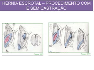 HÉRNIA ESCROTAL – PROCEDIMENTO COM
E SEM CASTRAÇÃO
 