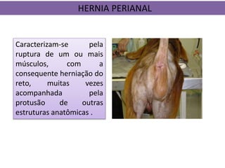 Caracterizam-se pela
ruptura de um ou mais
músculos, com a
consequente herniação do
reto, muitas vezes
acompanhada pela
protusão de outras
estruturas anatômicas .
HERNIA PERIANAL
 