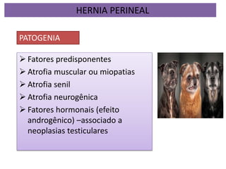  Fatores predisponentes
 Atrofia muscular ou miopatias
 Atrofia senil
 Atrofia neurogênica
 Fatores hormonais (efeito
androgênico) –associado a
neoplasias testiculares
HERNIA PERINEAL
PATOGENIA
 
