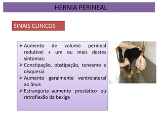 HERNIA PERINEAL
SINAIS CLINICOS
Aumento de volume perineal
redutível + um ou mais destes
sintomas:
Constipação, obstipação, tenesmo e
disquesia
Aumento geralmente ventrolateral
ao ânus
Estrangúria–aumento prostático ou
retroflexão da bexiga
 