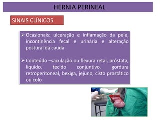 HERNIA PERINEAL
SINAIS CLÍNICOS
Ocasionais: ulceração e inflamação da pele,
incontinência fecal e urinária e alteração
postural da cauda
Conteúdo –saculação ou flexura retal, próstata,
líquido, tecido conjuntivo, gordura
retroperitoneal, bexiga, jejuno, cisto prostático
ou colo
 