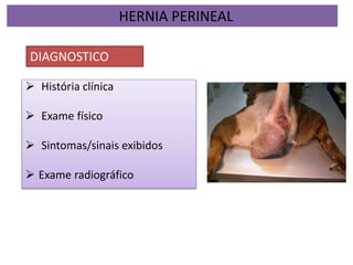  História clínica
 Exame físico
 Sintomas/sinais exibidos
 Exame radiográfico
HERNIA PERINEAL
DIAGNOSTICO
 