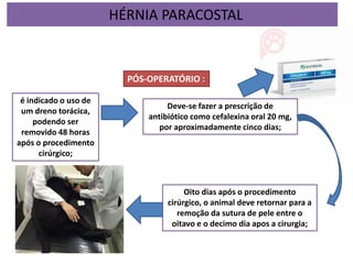PÓS-OPERATÓRIO :
Deve-se fazer a prescrição de
antibiótico como cefalexina oral 20 mg,
por aproximadamente cinco dias;
é indicado o uso de
um dreno torácica,
podendo ser
removido 48 horas
após o procedimento
cirúrgico;
Oito dias após o procedimento
cirúrgico, o animal deve retornar para a
remoção da sutura de pele entre o
oitavo e o decimo dia apos a cirurgia;
HÉRNIA PARACOSTAL
 