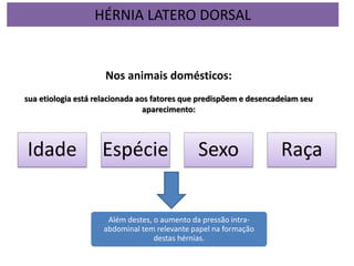 Idade Espécie Sexo Raça
Nos animais domésticos:
sua etiologia está relacionada aos fatores que predispõem e desencadeiam seu
aparecimento:
Além destes, o aumento da pressão intra-
abdominal tem relevante papel na formação
destas hérnias.
HÉRNIA LATERO DORSAL
 