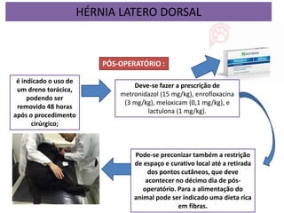 PÓS-OPERATÓRIO :
Deve-se fazer a prescrição de
metronidazol (15 mg/kg), enrofloxacina
(3 mg/kg), meloxicam (0,1 mg/kg), e
lactulona (1 mg/kg).
é indicado o uso de
um dreno torácica,
podendo ser
removido 48 horas
após o procedimento
cirúrgico;
Pode-se preconizar também a restrição
de espaço e curativo local até a retirada
dos pontos cutâneos, que deve
acontecer no décimo dia de pós-
operatório. Para a alimentação do
animal pode ser indicado uma dieta rica
em fibras.
HÉRNIA LATERO DORSAL
 