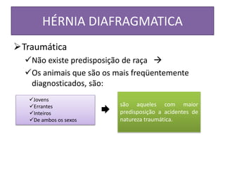 HÉRNIA DIAFRAGMATICA
Traumática
Não existe predisposição de raça 
Os animais que são os mais freqüentemente
diagnosticados, são:
Jovens
Errantes
Inteiros
De ambos os sexos
são aqueles com maior
predisposição a acidentes de
natureza traumática.
 