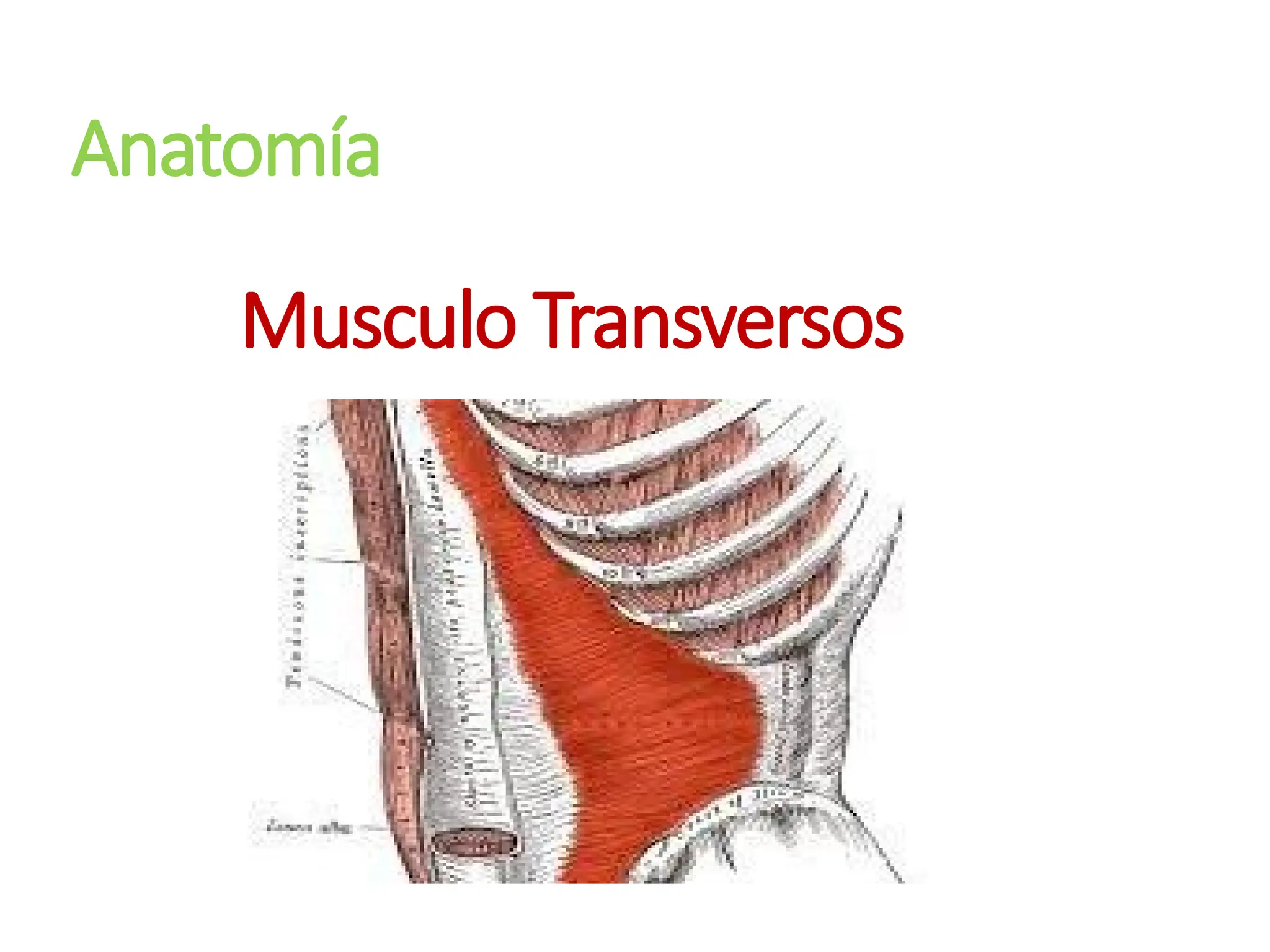 Anatomía
Musculo Transversos
 