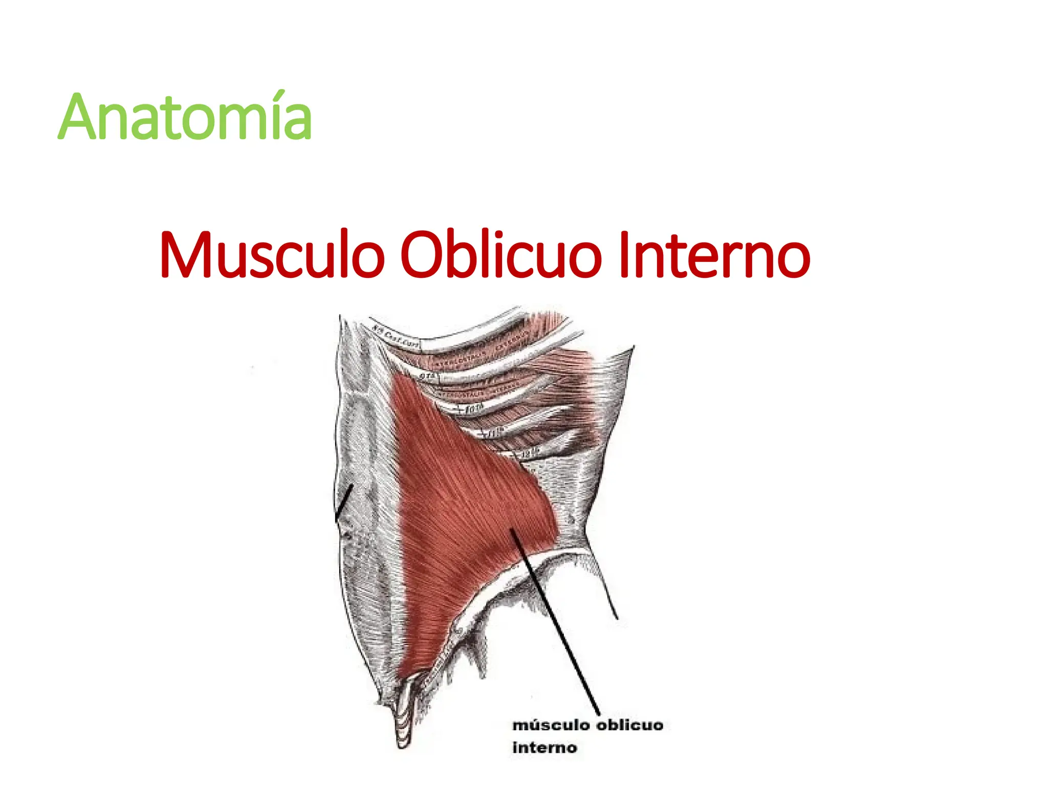Anatomía
Musculo Oblicuo Interno
 