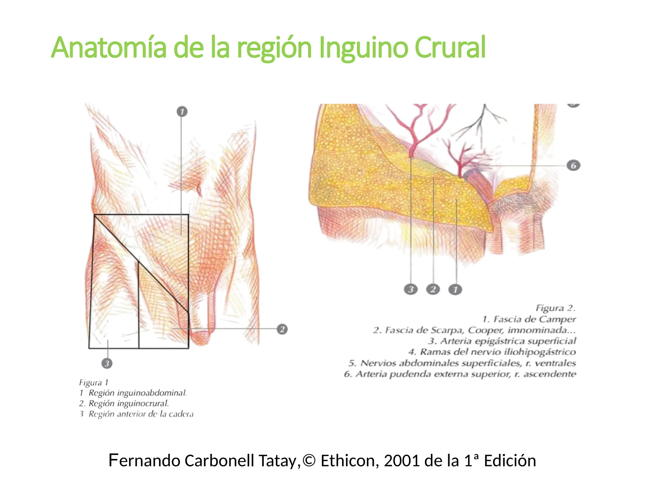 Anatomía de la región Inguino Crural
Fernando Carbonell Tatay,© Ethicon, 2001 de la 1ª Edición
 