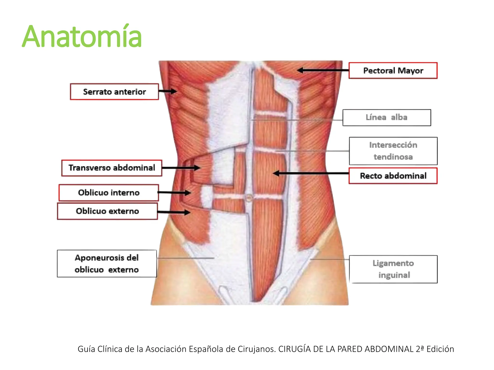 Anatomía
Guía Clínica de la Asociación Española de Cirujanos. CIRUGÍA DE LA PARED ABDOMINAL 2ª Edición
 