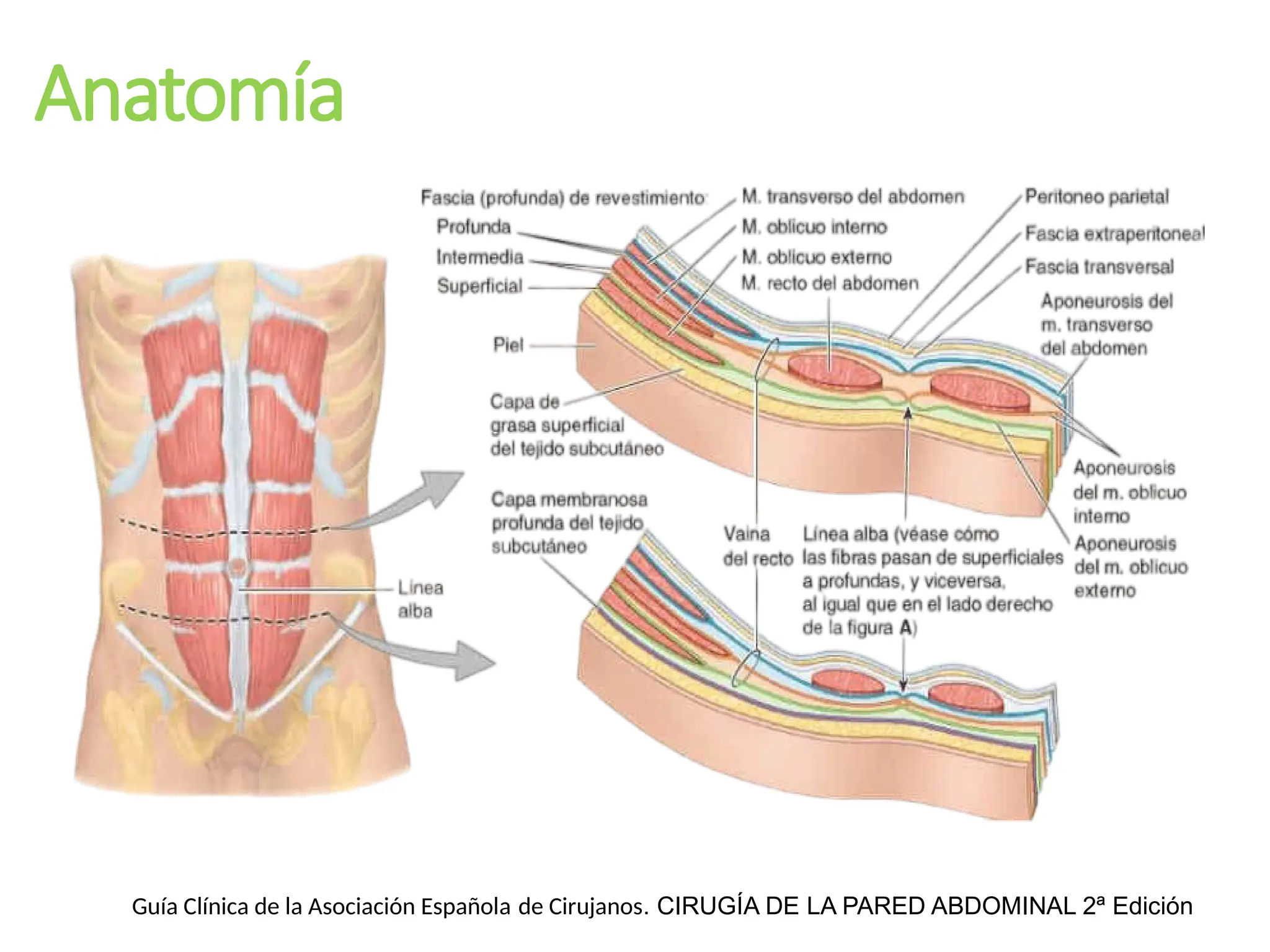 Anatomía
Guía Clínica de la Asociación Española de Cirujanos. CIRUGÍA DE LA PARED ABDOMINAL 2ª Edición
 