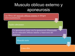 Musculo oblicuo externo y
aponeurosis
Las fibras del musculo oblicuo externo se dirigen
inferomedialmente
Tejido subcutaneo
La aponeurosis junto con la aponeurosis bilaminadas
de los músculos oblicuo interno y transverso del
abdomen
Musculo recto
Línea alba
 