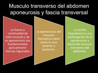 Musculo transverso del abdomen
aponeurosis y fascia transversal
La fuerza y
continuidad de
este musculo y de
su aponeurosis son
fundamentales
para prevenir
hernias inguinales
La aponeurosis del
musculo
transverso cubre
tanto la cara
anterior y
posterior.
La cintilla
iliopubiana es una
prolongación de la
aponeurosis y
fascia del musculo
transverso del
abdomen.
 