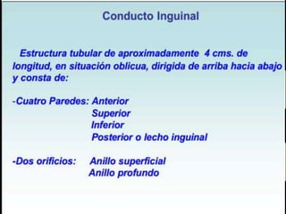 Cilindro achatado (4cm Long)
2 a 4 centímetros cefálico al
ligamento inguinal.
Anillo inguinal superficial:
aponeurosis del m. oblicuo mayor
Anillo inguinal profundo: fascia
transversalis
Contiene: el cordón espermático o
el ligamento redondo del útero
El canal cursa de lateral a
intermedio, de profundo a
superficial, y de cefálico a caudal.
 