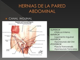  CANAL INGUINAL
•SUPERIOR
•Oblicuo Interno
•INFERIOR
•Ligamento Inguinal
•ANTERIOR
•Aponeurosis del OM
•POSTERIOR
•Fascia Transversalis
•Aponeurosis Transverso
 