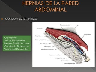  CORDON ESPERMÁTICO
•Cremaster
•Vasos Testiculares
•Nervio Genitofemoral
•Conducto Deferente
•Vasos del Cremaster
 