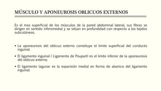 MÚSCULO Y APONEUROSIS OBLICUOS EXTERNOS
Es el mas superficial de los músculos de la pared abdominal lateral, sus fibras se
dirigen en sentido inferomedial y se sitúan en profundidad con respecto a los tejidos
subcutáneos.
 La aponeurosis del oblicuo externo constituye el limite superficial del conducto
inguinal.
 El ligamento inguinal ( Ligamento de Poupart) es el limite inferior de la aponeurosis
del oblicuo externo.
 El ligamento lagunar es la expansión medial en forma de abanico del ligamento
inguinal.
 