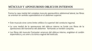 MÚSCULO Y APONEUROSIS OBLICUOS INTERNOS
Forma la capa medial del complejo musculo aponeurótico abdominal lateral, las fibras
se orientan en sentido superolateral en el abdomen superior.
 Este musculo sirve como limite cefálico (o superior) del conducto inguinal.
 La cara medial de la aponeurosis del oblicuo interno se funde con fibras de la
aponeurosis del transverso del abdomen formando un tendón conjunto.
 Las fibras del musculo Cremaster arrancan del oblicuo interno, engloban el cordón
espermático y se unen a la túnica vaginal del testículo.
 