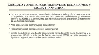 MÚSCULO Y APONEUROSIS TRANSVERSO DEL ABDOMEN Y
FASCIA TRANSVERSAL
 La capa de este musculo se orienta horizontalmente a lo largo de la mayor parte de
la superficie, sus fibras discurren en una dirección descendente y levemente
oblicua. La fuerza y la continuidad son relevantes para la prevención y tratamiento
de las hernias inguinales.
 Arco aponeurotico del transverso del abdomen
 Fascia trasnversal: componente del suelo inguinal
 Cintilla iliopubica: es una banda aponeurótica formada por la fascia transversal y la
aponeurosis (75%), y solo por la fascia transversal (25%), se sitúa posterior al
ligamento inguinal y cruza sobre los vasos femorales.
 
