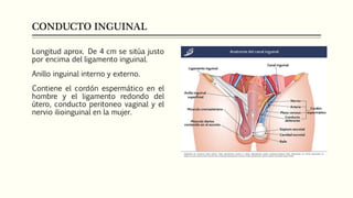 CONDUCTO INGUINAL
Longitud aprox. De 4 cm se sitúa justo
por encima del ligamento inguinal.
Anillo inguinal interno y externo.
Contiene el cordón espermático en el
hombre y el ligamento redondo del
útero, conducto peritoneo vaginal y el
nervio ilioinguinal en la mujer.
 