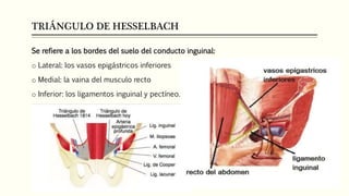 TRIÁNGULO DE HESSELBACH
Se refiere a los bordes del suelo del conducto inguinal:
o Lateral: los vasos epigástricos inferiores
o Medial: la vaina del musculo recto
o Inferior: los ligamentos inguinal y pectíneo.
 