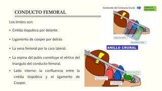 CONDUCTO FEMORAL
Los limites son:
• Cintilla iliopubica por delante.
• Ligamento de cooper por detrás
• La vena femoral por la cara lateral.
• La espina del pubis constituye el vértice del
triangulo del conducto femoral.
• Lado interno: la confluencia entre la
cintilla iliopúbica y el ligamento de
Cooper.
 