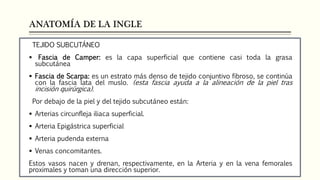 ANATOMÍA DE LA INGLE
TEJIDO SUBCUTÁNEO
 Fascia de Camper: es la capa superficial que contiene casi toda la grasa
subcutánea
 Fascia de Scarpa: es un estrato más denso de tejido conjuntivo fibroso, se continúa
con la fascia lata del muslo. (esta fascia ayuda a la alineación de la piel tras
incisión quirúrgica).
Por debajo de la piel y del tejido subcutáneo están:
 Arterias circunfleja iliaca superficial.
 Arteria Epigástrica superficial
 Arteria pudenda externa
 Venas concomitantes.
Estos vasos nacen y drenan, respectivamente, en la Arteria y en la vena femorales
proximales y toman una dirección superior.
 